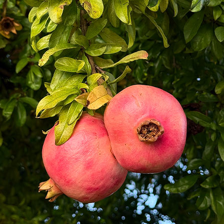 Giardino Villa Crico - Agriturismo B&B Noventa di Piave Venezia