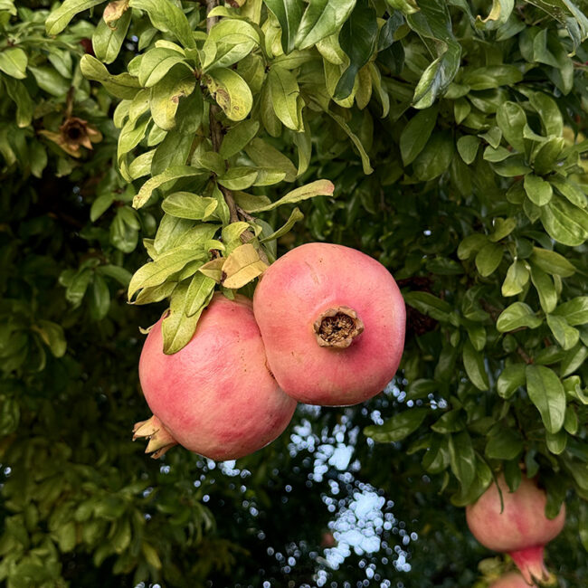 Azienda Agricola Villa Crico - Agriturismo B&B Noventa di Piave