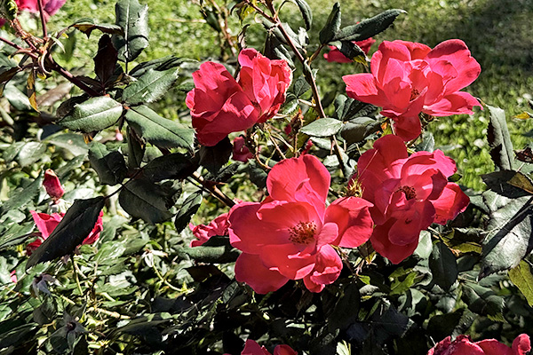 Giardino Venice Villa Crico - Agriturismo B&B Noventa di Piave Venezia