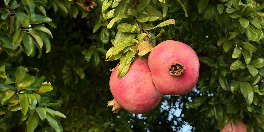 Giardino Villa Crico - Agriturismo B&B Noventa di Piave Venezia