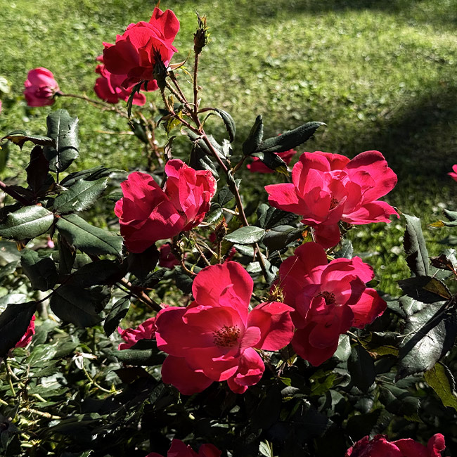 Giardino Villa Crico - Agriturismo B&B Noventa di Piave Venezia