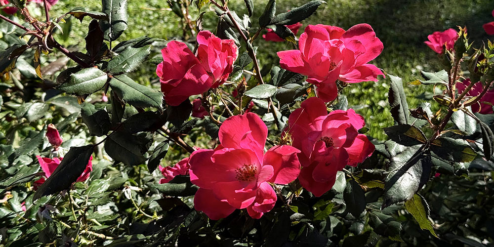 Giardino Villa Crico - Agriturismo B&B Noventa di Piave Venezia