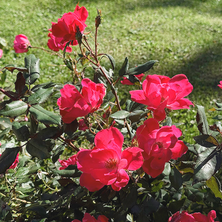 Giardino Villa Crico - Agriturismo B&B Noventa di Piave Venezia